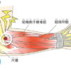 デスクワークでテニス肘！！気づかない右手のクセをご紹介